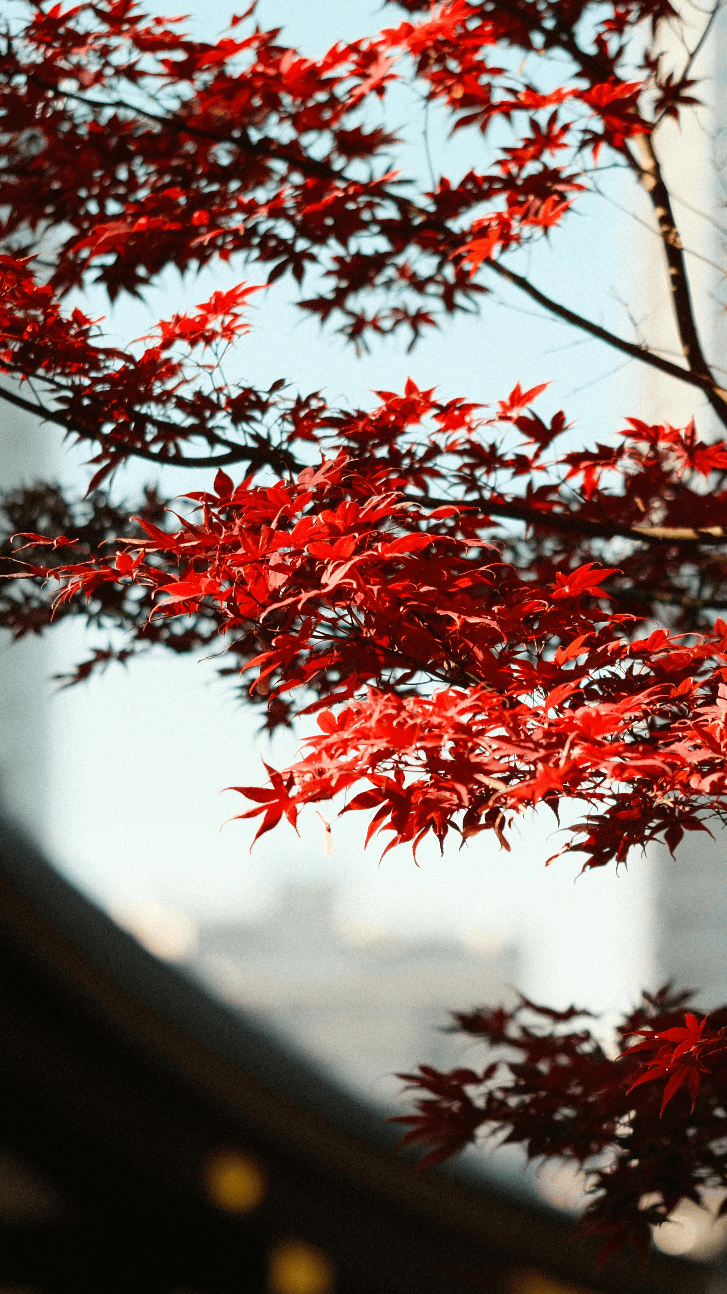 VistaJet Josh Aarons Creative Consultant Spec Concept Asset2